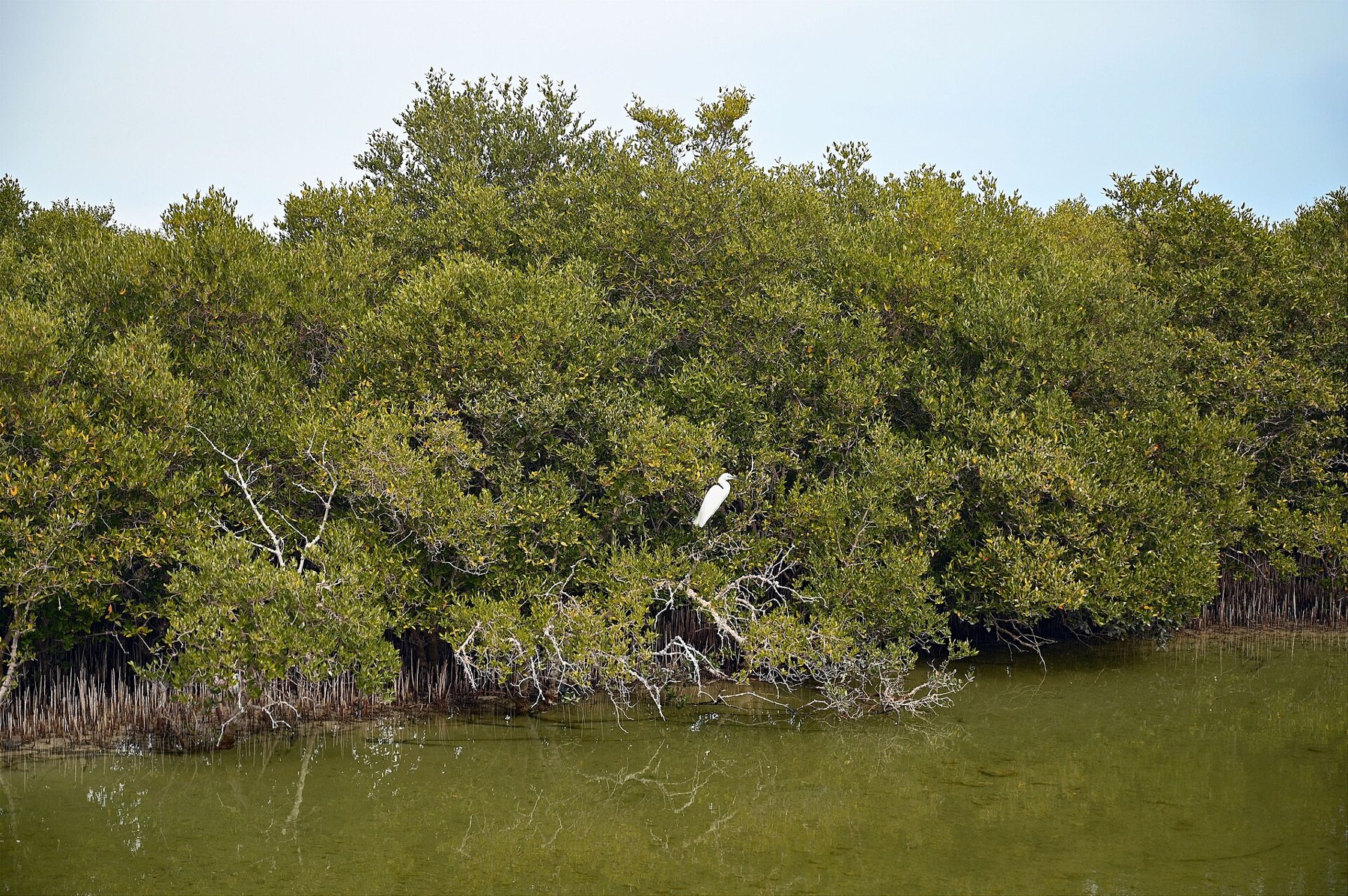 Les mangroves d’Al Thakira